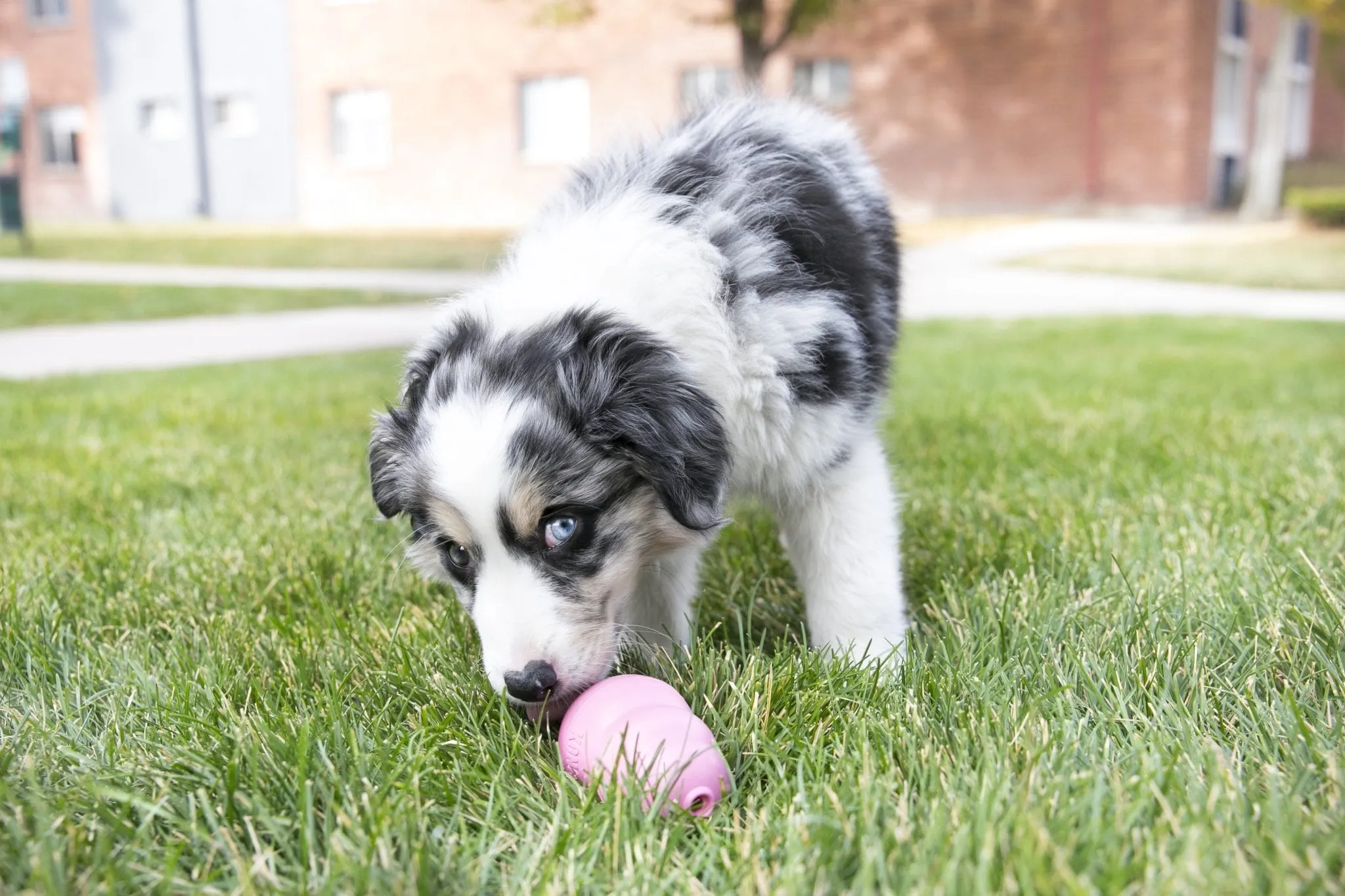 KONG Puppy